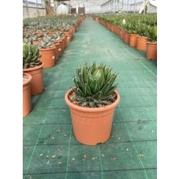 AGAVE VICTORIAE REGINAE LV 6 agávé