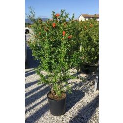 PUNICA GRANATUM ACCO  CLT. 18  Gránátalma