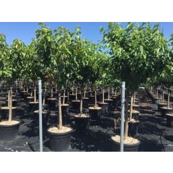 PRUNUS AVIUM BIGARREAU VAN  CLT. 10 HALF STANDARD  cseresznye