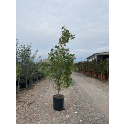 POPULUS NIGRA ITALICA (PYRAMIDALIS)  CLT. 18  jegenyenyár