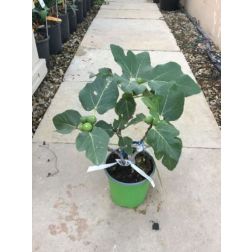 FICUS CARICA NOIRE DE CAROMB  CLT. 5 MINI STANDARD  Füge