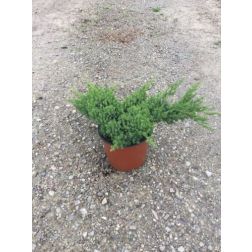 JUNIPERUS PROCUMBENS NANA  CLT. 3  Boróka