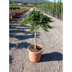 JUNIPERUS ROCKERY MIXED  LV 9 MINI STANDARD  Boróka