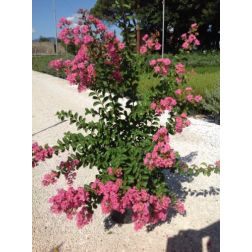 LAGERSTROEMIA INDICA HOPI CLT. 30 150/175 kínai selyemmirtusz