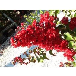 LAGERSTROEMIA ENDURING (R)RED CRAPEMYRTLE  CLT. 3  Kínai selyemmirtusz