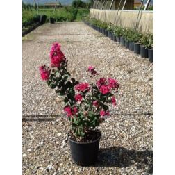 LAGERSTROEMIA INDICA PINK VELOUR (R)  CLT. 3  Kínai selyemmirtusz