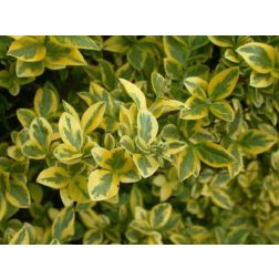 LIGUSTRUM OVALIFOLIUM AUREUM  CLT. 3  Sz&eacute;leslevelű fagyal