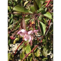 MALUS ROYALTY  CLT. 15 100/125  Díszalma