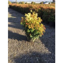 NANDINA DOMESTICA LEMON LIME (R)  CLT. 3  Japán szentfa