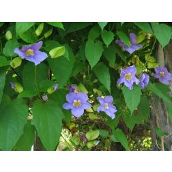 THUNBERGIA GRANDIFLORA  CLT. 3  kolostorharang