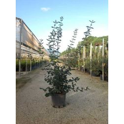 VIBURNUM BURKWOODII  CLT. 10  Tavaszi bangita