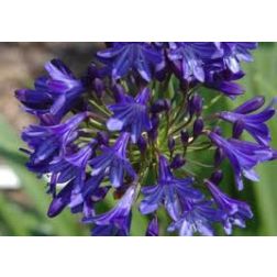 AGAPANTHUS EVERPHANTUS(R) MIDNIGHT SKY CLT. 10 szerelemvirág