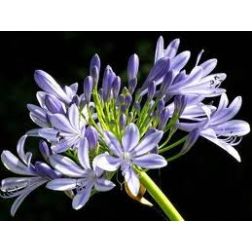 AGAPANTHUS EVER SAPPHIRE (R) CLT. 5 szerelemvirág