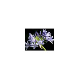 AGAPANTHUS FIREWORKS (R) CLT. 10 szerelemvirág