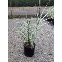 ARUNDO DONAX VARIEGATA  CLT. 18  olasznád