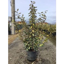 ELAEAGNUS EBBINGEI LIMELIGHT  CLT. 15  ezüstfa