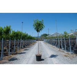 PRUNUS NUCIPERSICA INDIPENDENCE  CLT. 6 HALF STANDARD  Nektarin