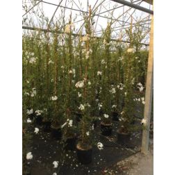 SOLANUM JASMINOIDES  CLT. 10  jázmin
