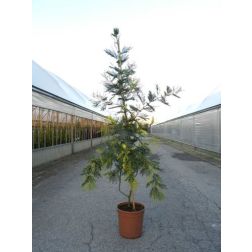 ACACIA MIMOSA DEALBATA  CLT. 5  akácia