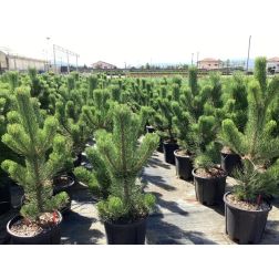 PINUS NIGRA OREGON GREEN  CLT. 12  Feketefenyő