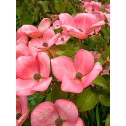 CORNUS KOUSA SATOMI  CLT. 5  Csillagsom