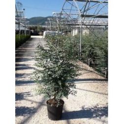 EUCALYPTUS GUNNII  CLT. 18  Eukaliptusz