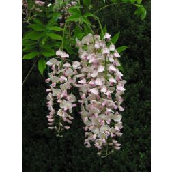 WISTERIA FLORIBUNDA ROSEA  CLT. 10 175/200  Japán lilaakác