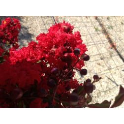 LAGERSTROEMIA INDICA DOUBLE DYNAMITE (R) CLT. 3 kínai selyemmirtusz