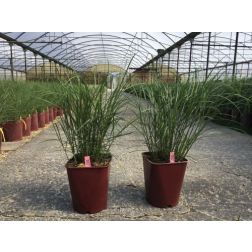 MISCANTHUS SINENSIS RUBY CUTE (R)  LV 11  Japánfű