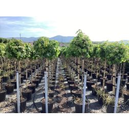 LIQUIDAMBAR STYRACIFLUA GUM BALL  CLT. 10  Amerikai ámbrafa