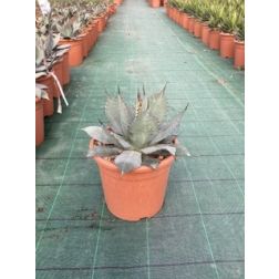AGAVE PARRYI  LV 12  Agávé