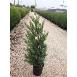 CUPRESSOCYPARIS LEYLANDII BLUE JEANS  CLT. 7  Leyland-ciprus