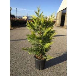 CUPRESSOCYPARIS LEYLANDII GOLD RIDER  CLT. 3  Leyland-ciprus