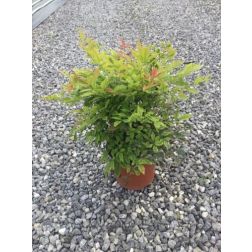 NANDINA DOMESTICA GULF STREAM CLT. 3 Japán szentfa