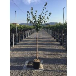 PRUNUS DOMESTICA STANLEY  CLT. 10 HALF STANDARD  szilva