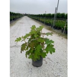 HYDRANGEA QUERCIFOLIA HARMONY  CLT. 10  Hortenzia