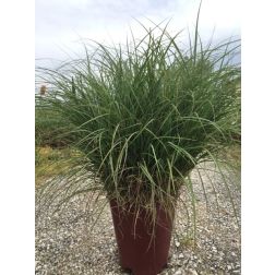 MISCANTHUS SINENSIS ADAGIO  LV 11  japánfű