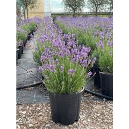 LAVANDULA INTERMEDIA GROSSO  CLT. 10  Levendula