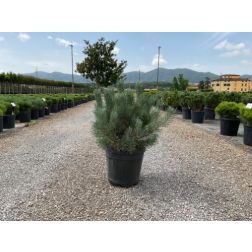 PINUS SYLVESTRIS BLUE SKY  CLT. 12  Erdeifenyő