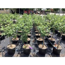 FICUS CARICA LITTLE MISS FIGGY (R)  CLT. 6 HALF STANDARD  füge