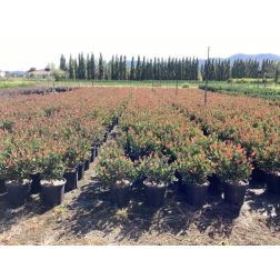 PHOTINIA FRASERI LITTLE RED ROBIN (NANA)  CLT. 5  korallberkenye