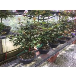 ACER PALMATUM ASAHI ZURU CLT. 15 japán juhar