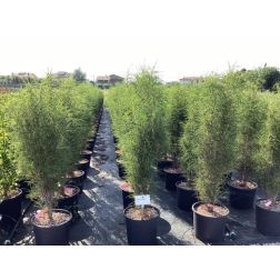 RHAMNUS FRANGULA FINE LINE (R)  CLT. 15 80/100  Közönséges kutyabenge