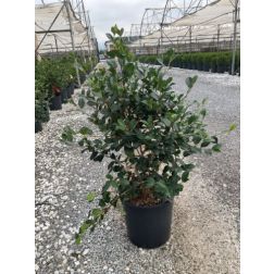 CAMELLIA SASANQUA  CLT. 5  Szaszanka