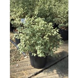 PITTOSPORUM TENUIFOLIUM SILVER QUEEN CLT. 10 enyvesmag