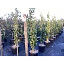 FAGUS SYLVATICA DAWYCK GOLD  CLT. 18 125/150 FEATHERED  Bükk