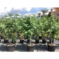 FICUS CARICA ROUGE DE BORDEAUX CLT. 55 füge