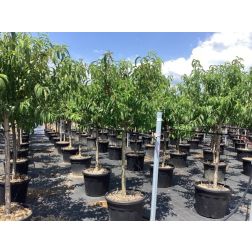 PRUNUS NUCIPERSICA SNOW QUEEN  CLT. 6 HALF STANDARD  nektarin