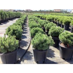 PINUS MUGO PUMILIO  CLT. 10  Havasi törpefenyő