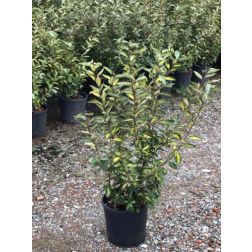 ELAEAGNUS EBBINGEI ELEADOR (R)  CLT. 3  Tarkalevelű ezüstfa